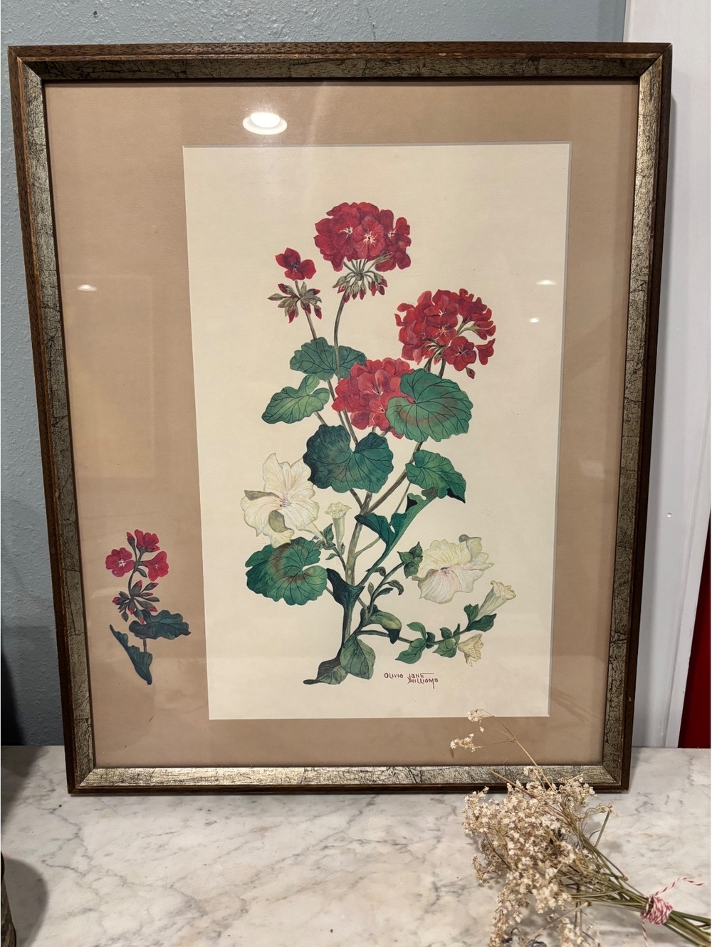 Olivia Jane Williams Botanical Geranium Print of Red and White Flowers Framed